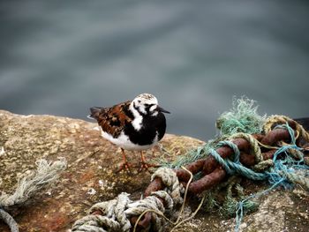 Close-up of bird perching on rock