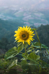 Close-up of yellow sunflower blooming outdoors