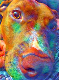 Close-up of multi colored eye