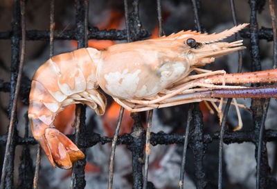 Close-up of seafood in cage.grilled shrimp.