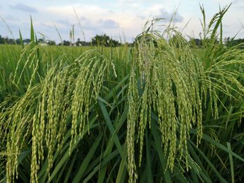 Close-up of crops growing on field against sky