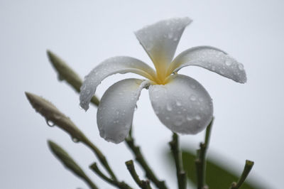 Close-up of wet flower on plant during rainy season