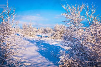 Snow covered plants against blue sky