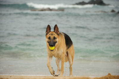 Portrait of dog carrying ball in mouth at beach