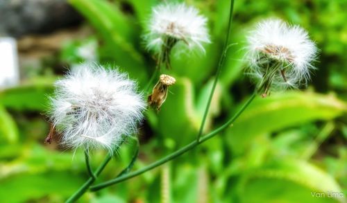 Close-up of dandelion flower