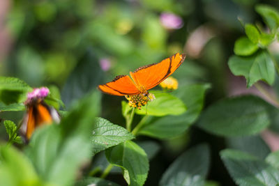 Close-up of orange butterfly on plant