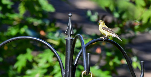 Close-up of bird perching on metal