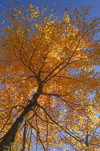 Low angle view of autumnal tree against sky