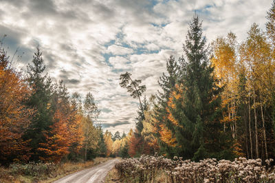 Road amidst trees against sky during autumn