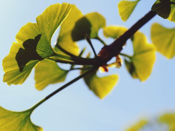 Close-up low angle view of leaves