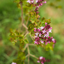Close-up of pink flowering plant