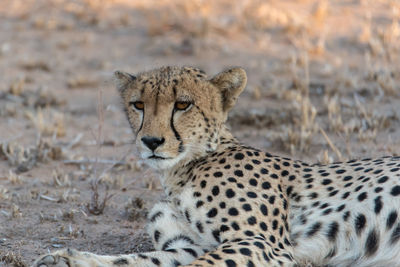 Close-up of a cat on field