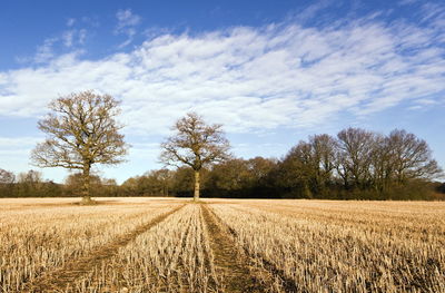 Scenic view of agricultural field against sky