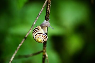 Close-up of snail on leaf