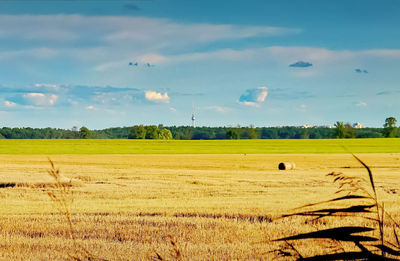 Scenic view of agricultural field against sky
