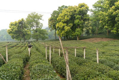 Scenic view of agricultural field