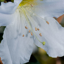 Close-up of wet white flower