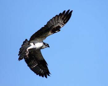 Low angle view of eagle flying against clear blue sky