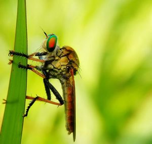 Close-up of insect on leaf