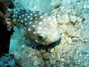 Close-up of fish underwater