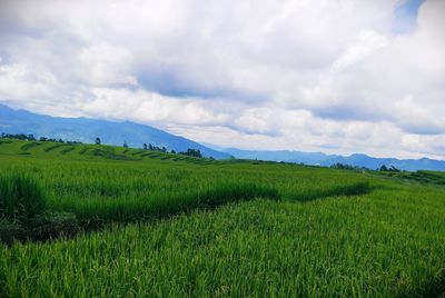 Scenic view of agricultural field against sky
