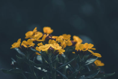 Close-up of yellow flowering plant