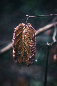 Close-up of dry leaf during autumn