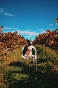 Dog on field against sky