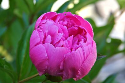 Close-up of pink rose flower