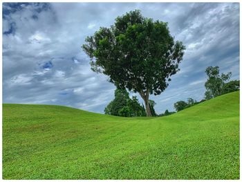 Tree on field against sky