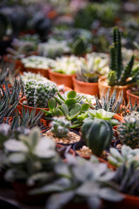 Close-up of succulent plant