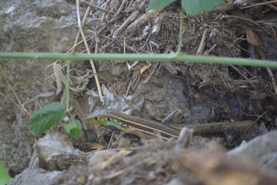 Close-up of lizard on field