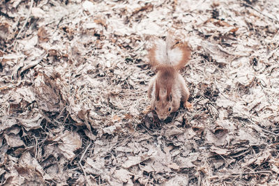 High angle view of animal on field