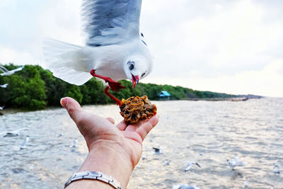 Midsection of person holding seagull