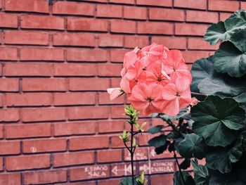 Close-up of red rose on brick wall