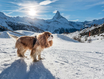 Full length of a dog on snow covered mountain