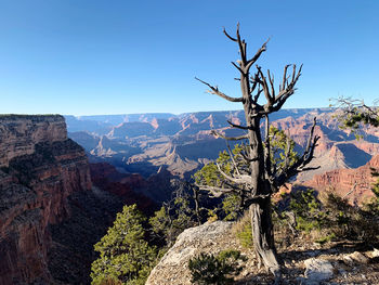 Scenic view of bare tree and canyon against clear sky