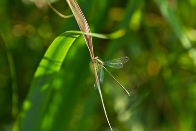 Close-up of insect on plant