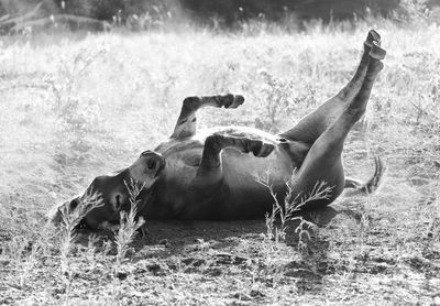 View of elephant on land