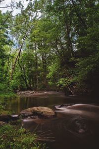 Scenic view of lake amidst trees in forest