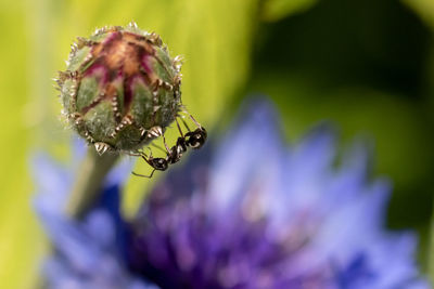 Close-up of insect on purple flower