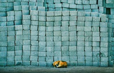 View of a dog against the wall