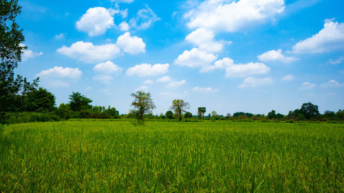 Scenic view of agricultural field against sky