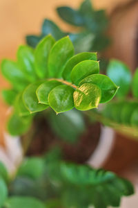 Close-up of potted plant leaves