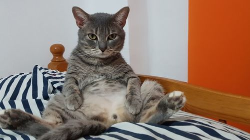 Portrait of cat sitting on table