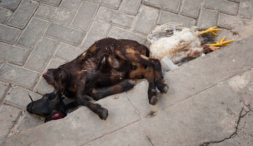 High angle view of dead goat and hen outdoors