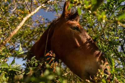 Horse in a forest