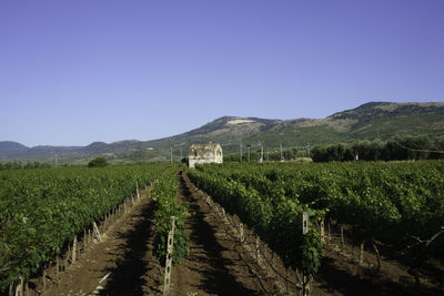 Scenic view of field against clear blue sky