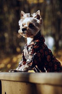 Close-up of a dog looking away