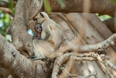 Monkey sitting on a tree